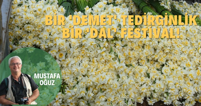 Maliyetlerin Vurduğu Üreticisi 'Don' Nöbetinde, Nergis İse 'Festival' Kokmuyor!