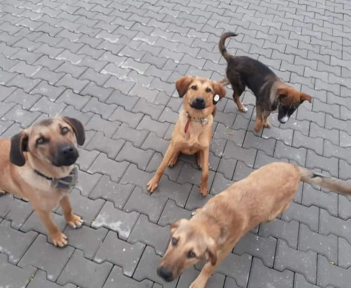 Urla Gülbahçe'de Hayvan Katliamı