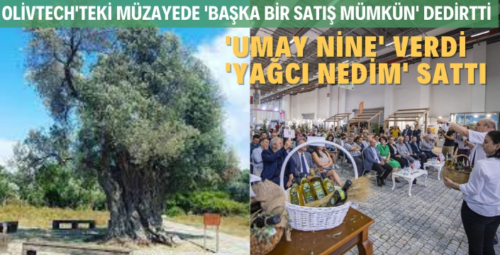 1800 Yıllık Bilge Ağacın Zeytinyağı müzayedede 75 bin liraya satıldı