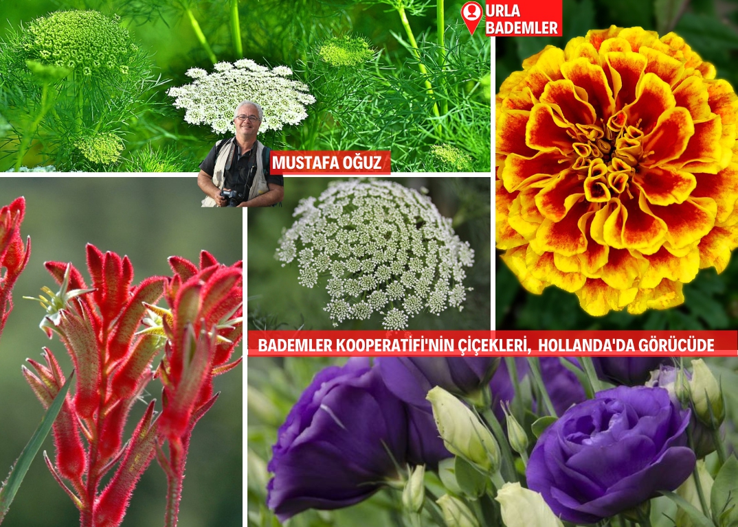 Bademler’in çiçek üreticisi, Hollanda Borsası’nda!