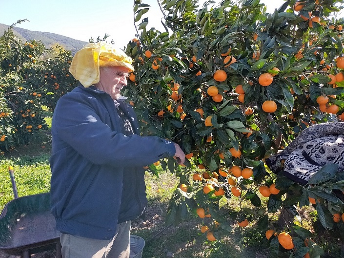 Karaburun Batı Köyleri Mandalina Şenliği'ne davet var