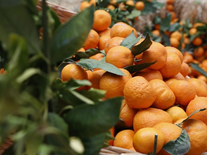 Seferihisar 22. Mandalina Şenliği’ne Hazır