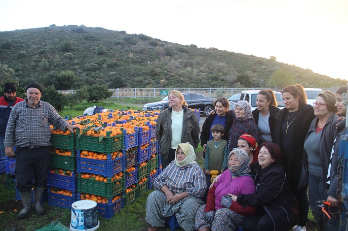 Karaburun'da örnek mandalina dayanışması