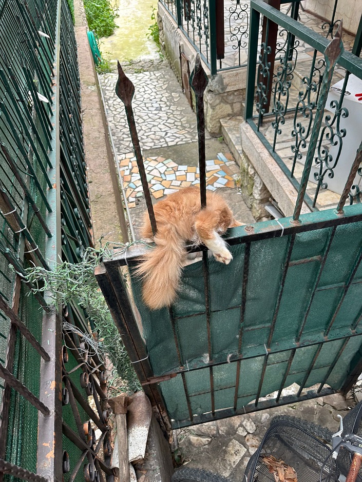 İzmir İtfaiyesi 'Yakışıklı'yı kurtardı