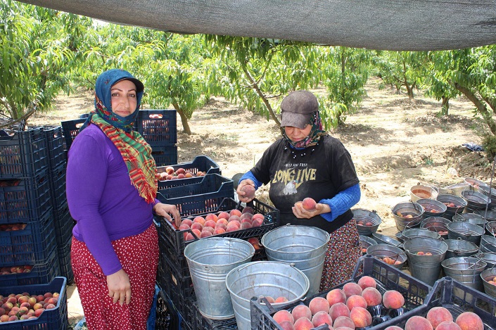 Selçuk'ta Şeftali Hasadı 