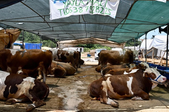 Kurban Bayramına İzmir Hayvan Pazarları Hazır