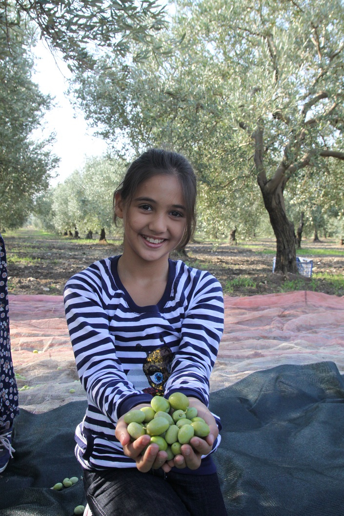 Sofralık zeytin ihracatı 200 milyon dolara koşuyor