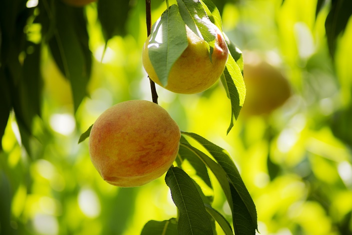 İhracatın 'şefleri' belli!